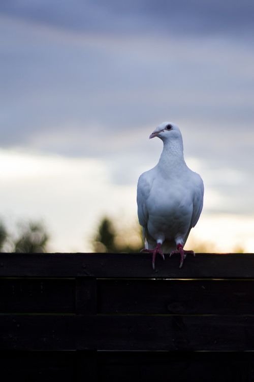dove bird dove on fence