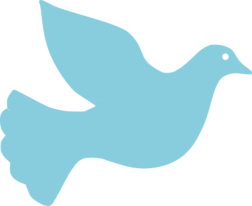 dove peace pigeon