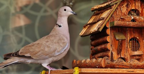 dove bird food