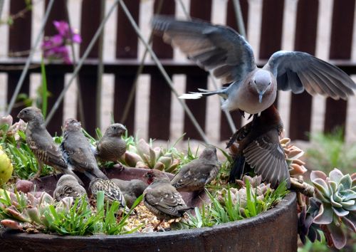 pigeon garden bird wings