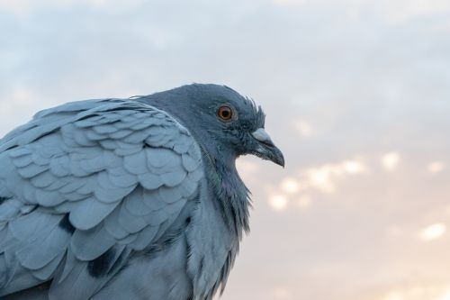 dove bird plumage