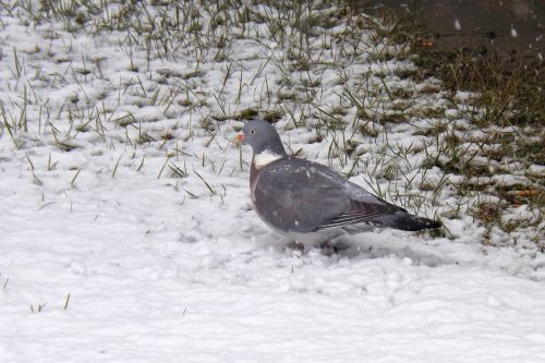 dove bird snow