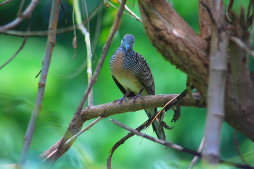 dove birds animals