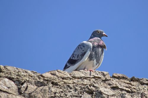 dove rock pigeon bird