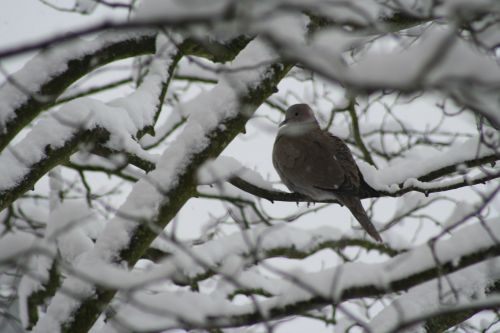 dove tree winter