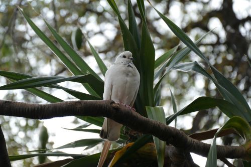 dove palm white