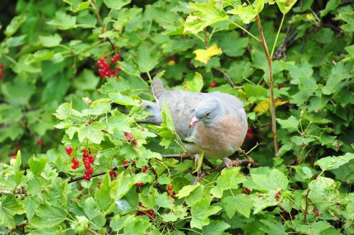 dove bird wood pigeon