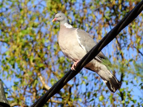 dove ringdove bird