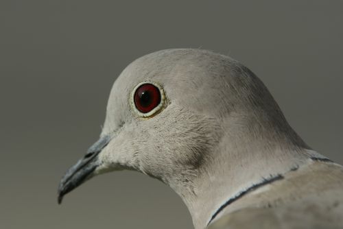 dove eye red eyes