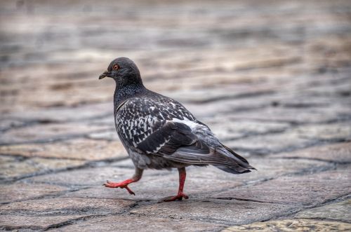 dove animal bird