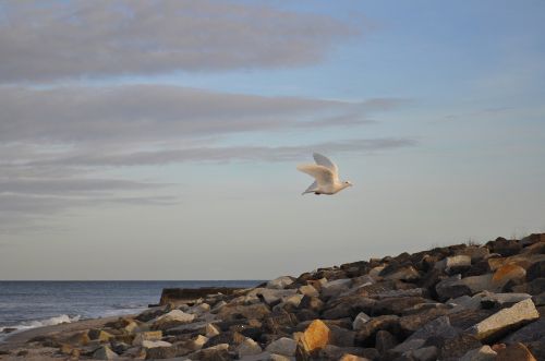 dove baltic sea beach