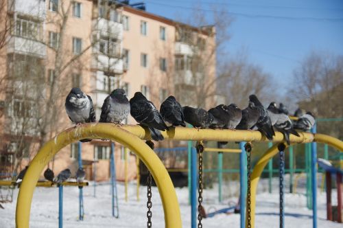 dove winter yard