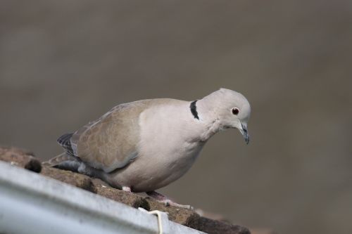 dove bird pigeon