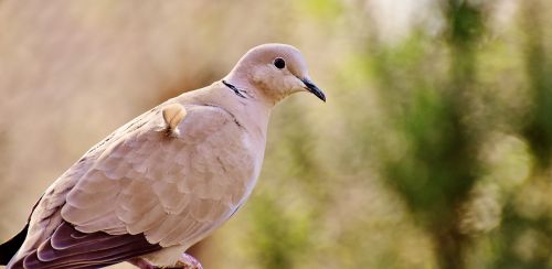 dove cute bird