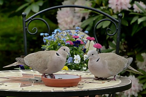 dove collared streptopelia decaocto