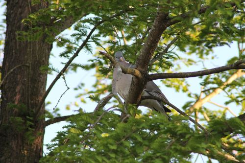 dove wood bird