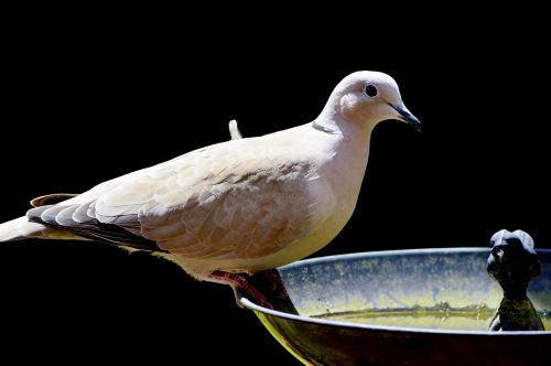 dove bird collared