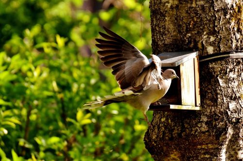 dove bird food