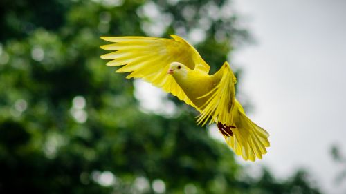 dove animal bird