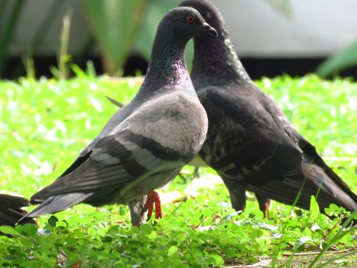 dove pigeon love birds