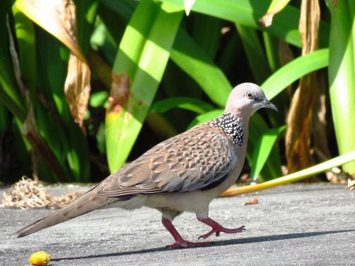 dove spotted dove pigeon