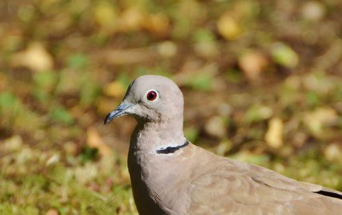 dove collared bird