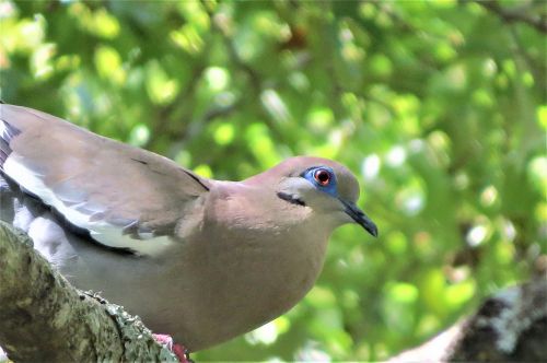 dove bird wild