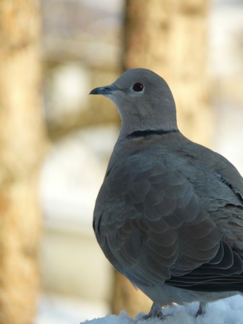 dove bird peace of mind