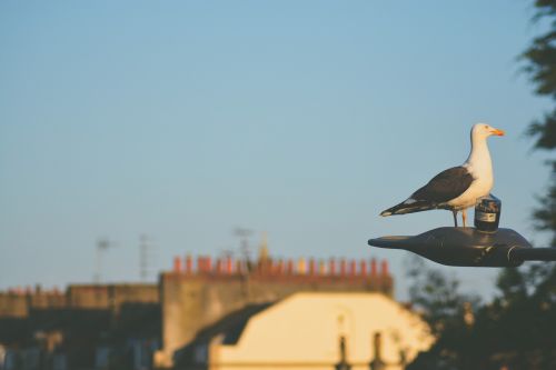 dove bird animal