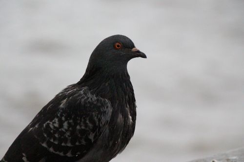 dove bird bird pigeon