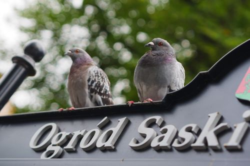 dove the saxon garden birds