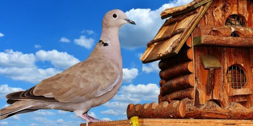 dove bird food