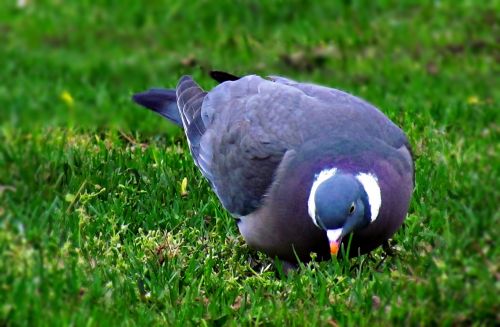 dove bird nature