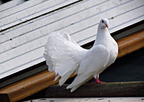 dove white bird