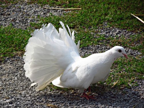 dove bird white