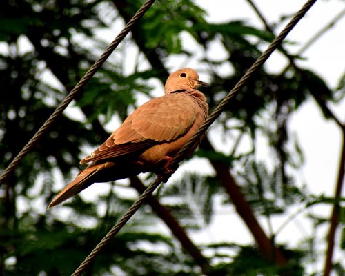 dove bird nature