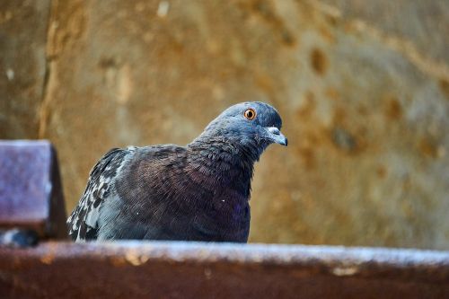 dove birds gable