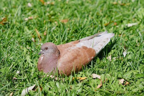 dove bird feathered race