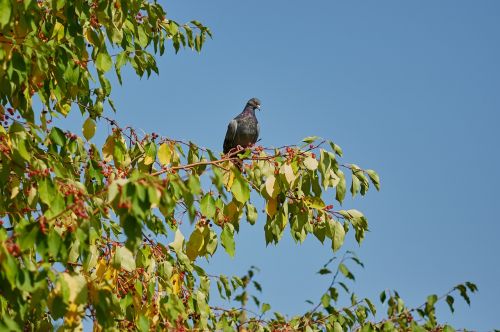 dove autumn park