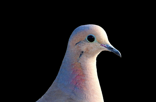 dove city pigeon collared