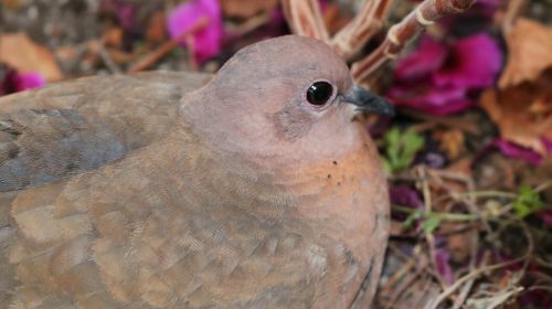 dove bird flowerpot