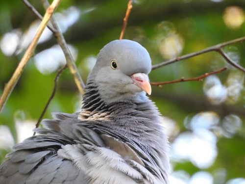 dove wild pigeon bird