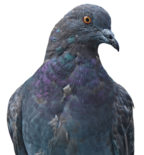dove homing pigeon animal