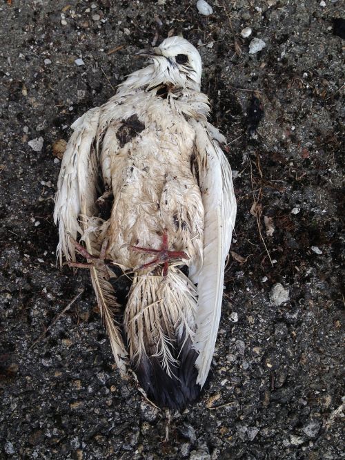 dove dead bird