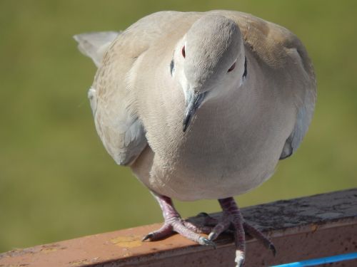 dove animals beak