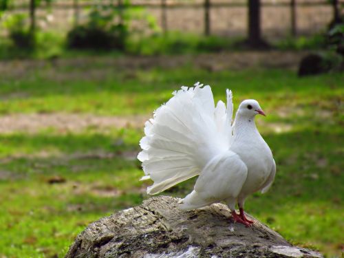 dove biel bird