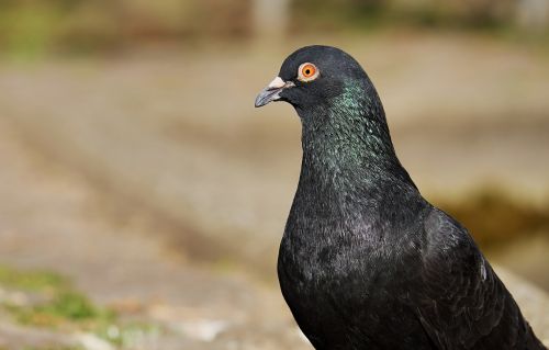 dove bird nature