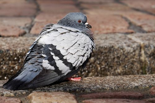 dove bird sitting