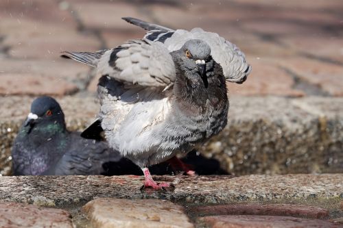 dove bird animal