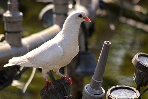 dove  pigeon  bird